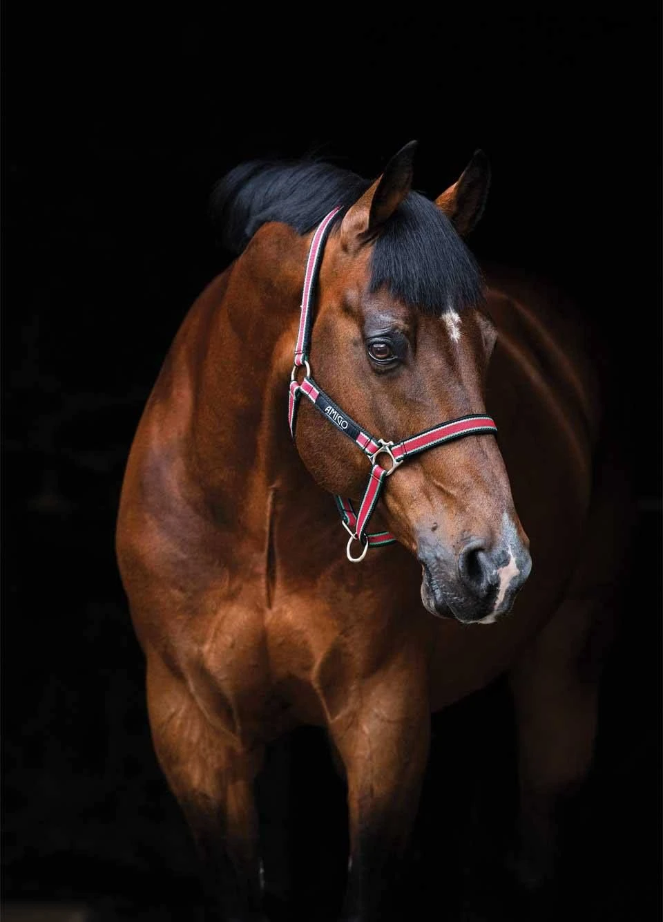 Amigo Headcollar - Red 3 Amigo Headcollar - Red