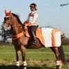 Equisafety Mercury Reflective Wrap Around - Red Orange -Lemieux Equestrian Supplies Shop equimercurywraporange1rdy