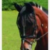 Equilibrium Net Relief Riding Mask - Black -Lemieux Equestrian Supplies Shop fm 2012 02 16 11 42 05 59429