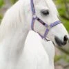 Amigo Headcollar - Grape/Pink/White 1 Amigo Headcollar - Grape/Pink/White -Lemieux Equestrian Supplies Shop graprpink