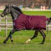 Amigo Hero Ripstop Lite - Fig/Navy -Lemieux Equestrian Supplies Shop horseware hero lite fig 1rdy