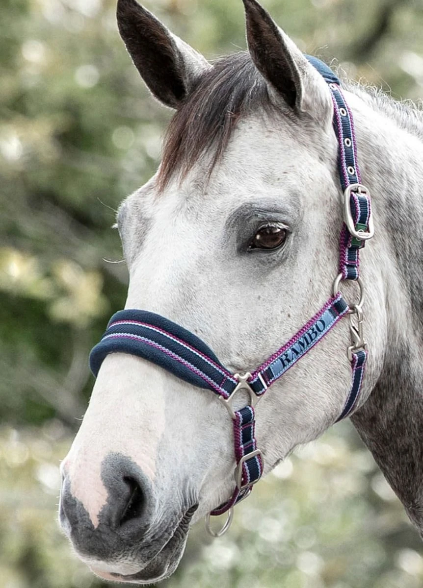 Rambo Padded Headcollar - Navy/Burgundy 3 Rambo Padded Headcollar - Navy/Burgundy