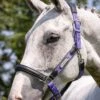 LeMieux Capella Headcollar - Bluebell -Lemieux Equestrian Supplies Shop lemieux capella headcollar bluebell 1rdy