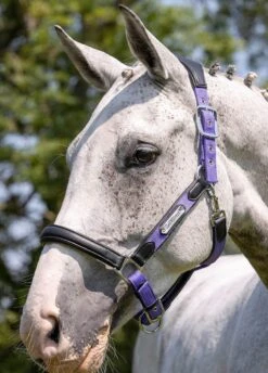 LeMieux Capella Headcollar - Bluebell