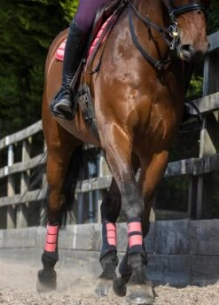 LeMieux Grafter Brushing Boots - Papaya -Lemieux Equestrian Supplies Shop lemieux grafter boot papaya 5rdy