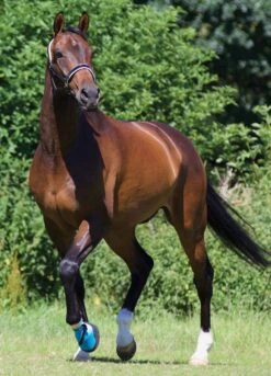 Woof Wear Medical Hoof Boot - Blue -Lemieux Equestrian Supplies Shop medicalhoofbootlifestylerdy