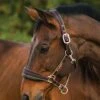 Rambo Padded Headcollar - Witney Gold 2 Rambo Padded Headcollar - Witney Gold -Lemieux Equestrian Supplies Shop paddedheadcollar