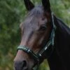 Roma Coordinate Padded Headcollar - Dark Green/Black/Green 2 Roma Coordinate Padded Headcollar - Dark Green/Black/Green -Lemieux Equestrian Supplies Shop roma coord headcollar dark green 1rdy