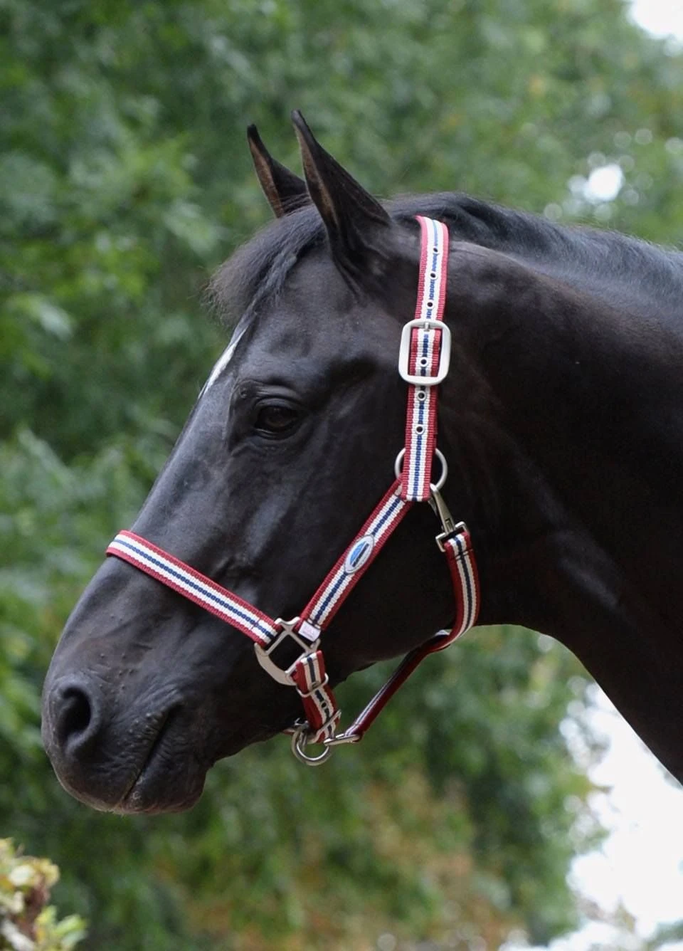 Weatherbeeta Coordinate Headcollar - Ruby 3 Weatherbeeta Coordinate Headcollar - Ruby