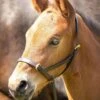 Shires Velociti GARA Leather Foal Slip - Havana -Lemieux Equestrian Supplies Shop shires gara leather foal slip havana 1rdy