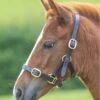 Shires GARA Adjustable Leather Headcollar - Havana -Lemieux Equestrian Supplies Shop shires leather headcollar havana 1rdy