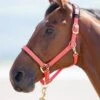 Shires Topaz Nylon Headcollar - Orange