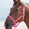 Shires Topaz Nylon Headcollar - Pink 2 Shires Topaz Nylon Headcollar - Pink -Lemieux Equestrian Supplies Shop shires topaz headollar pink 1rdy