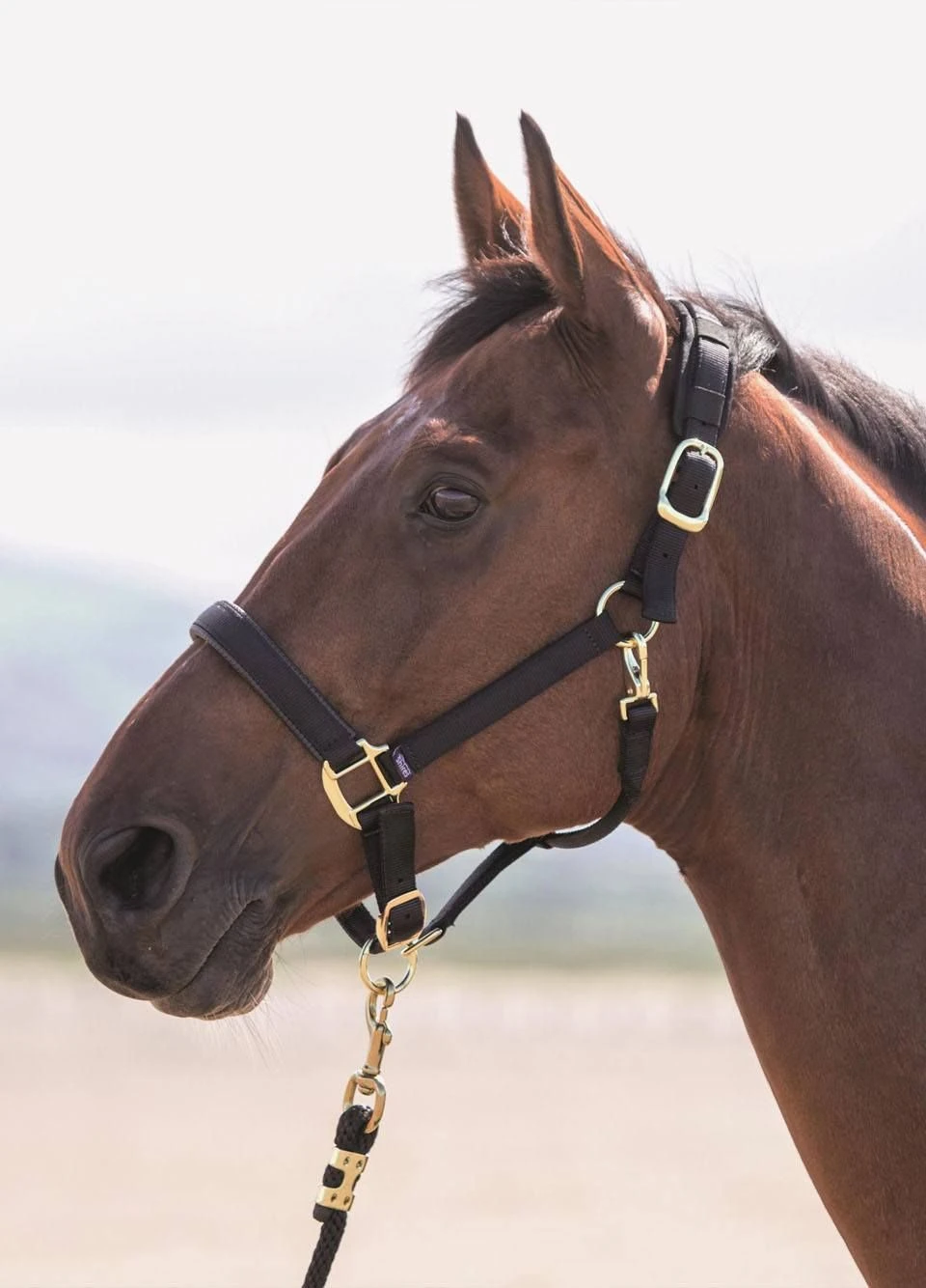 Shires Topaz Padded Headcollar - Black 3 Shires Topaz Padded Headcollar - Black