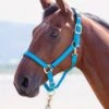 Shires Topaz Padded Headcollar - Bright Blue -Lemieux Equestrian Supplies Shop topazhclightblu.rdy