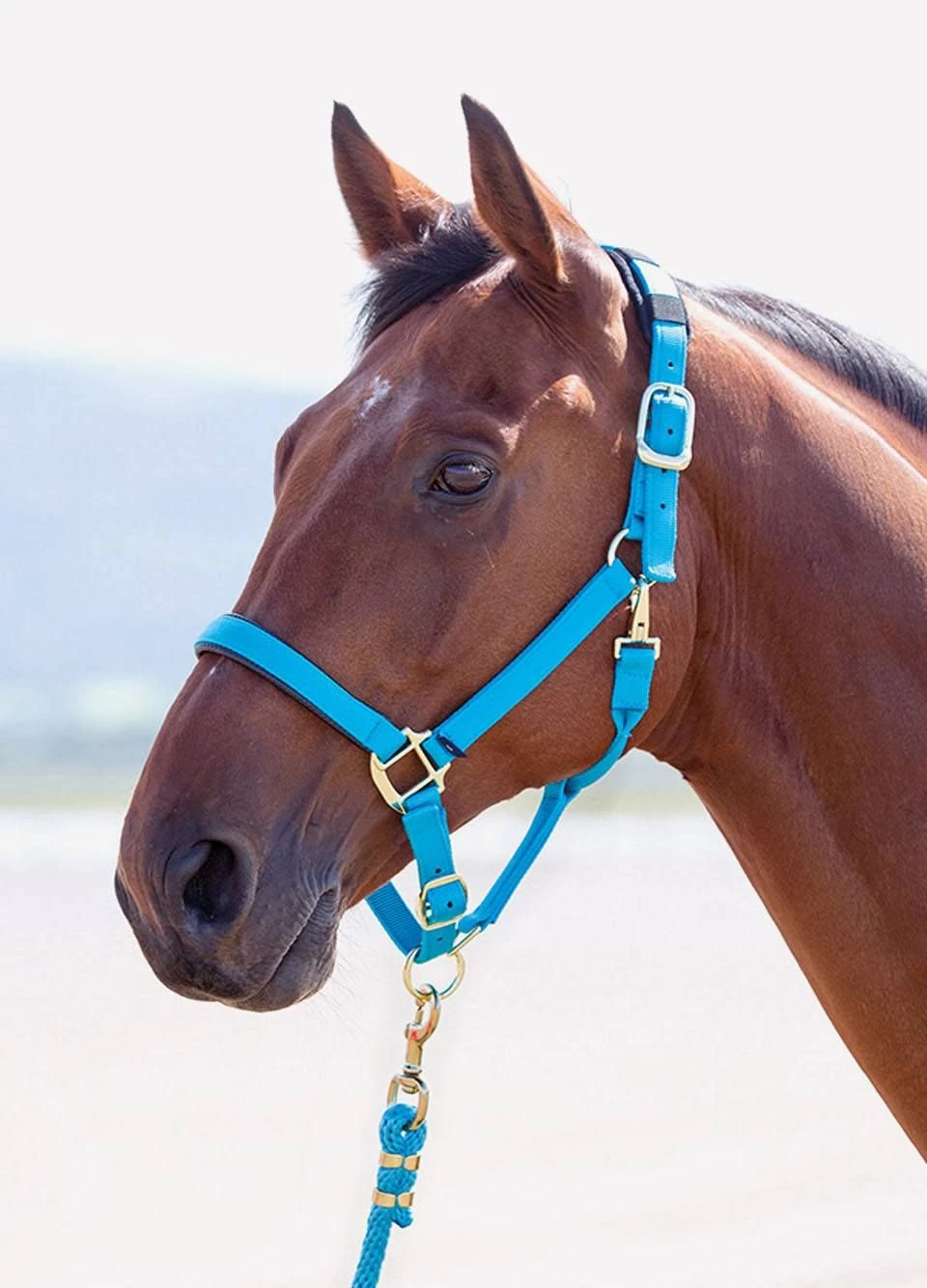 Shires Topaz Padded Headcollar - Bright Blue 3 Shires Topaz Padded Headcollar - Bright Blue