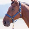 Shires Topaz Padded Headcollar - Navy 1 Shires Topaz Padded Headcollar - Navy -Lemieux Equestrian Supplies Shop topazhcnavyrdy