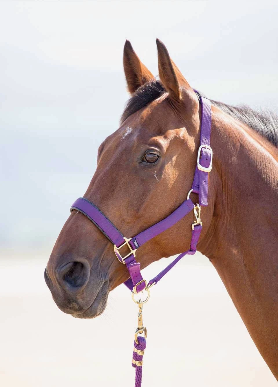 Shires Topaz Padded Headcollar - Purple 3 Shires Topaz Padded Headcollar - Purple