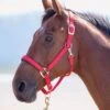 Shires Topaz Padded Headcollar - Red -Lemieux Equestrian Supplies Shop topazhcred.rdy