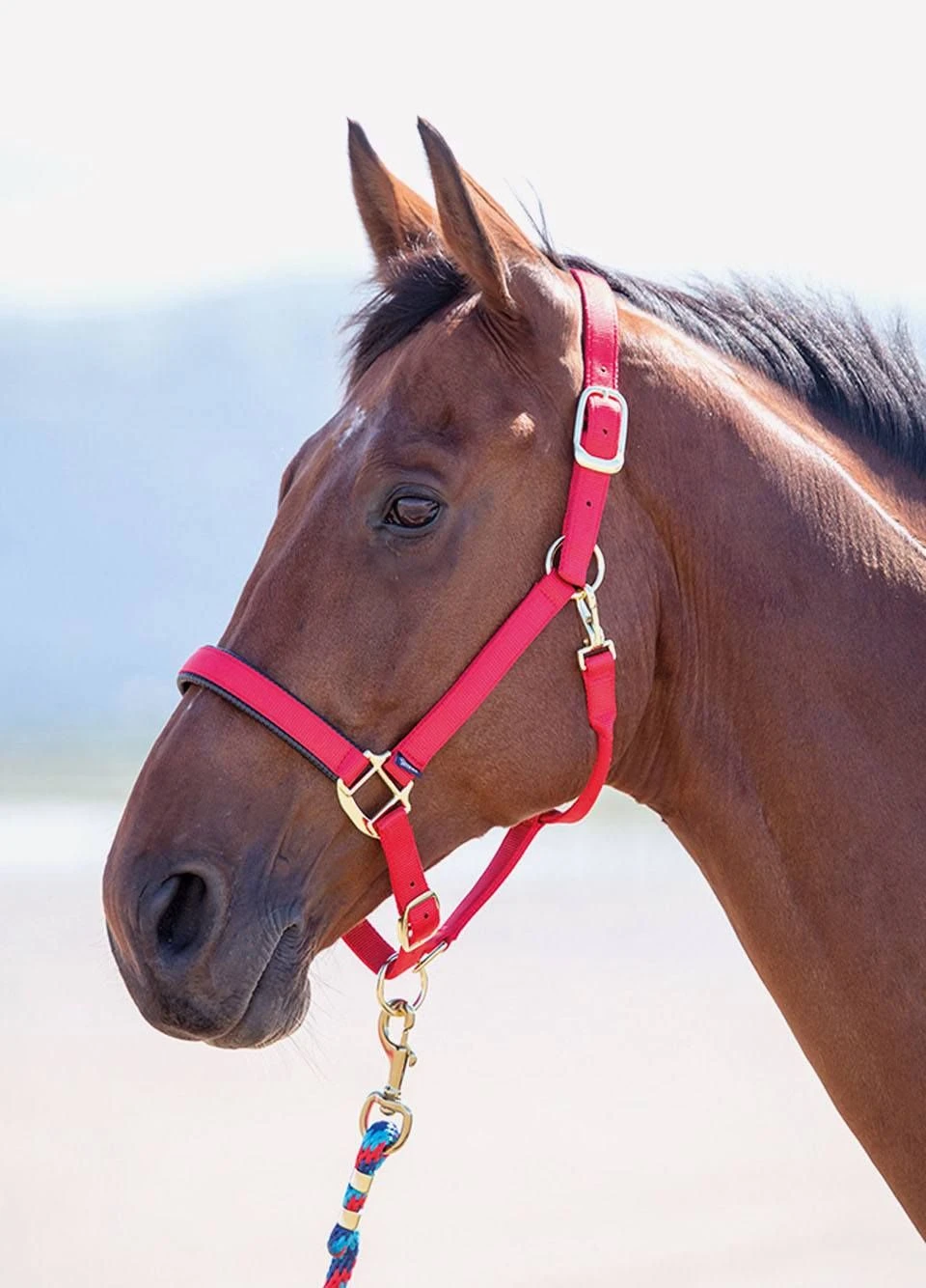 Shires Topaz Padded Headcollar - Red 3 Shires Topaz Padded Headcollar - Red