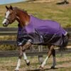 Weatherbeeta Plus Dynamic Standard Medium - Purple/Black -Lemieux Equestrian Supplies Shop wb plus dyn std med purp black 1rdy