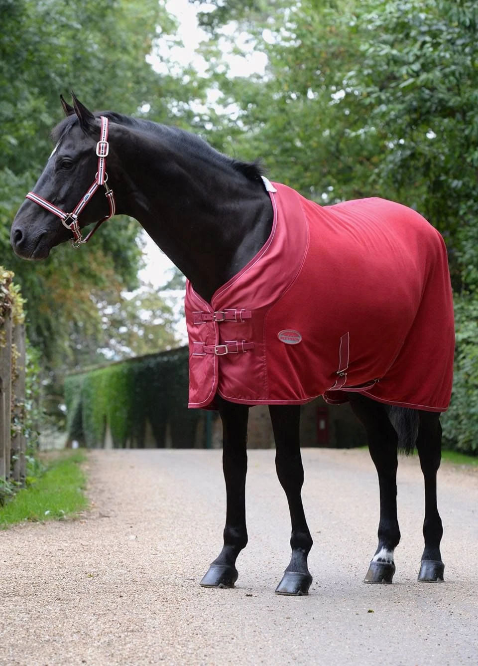 Weatherbeeta Coordinate Headcollar - Ruby 4 Weatherbeeta Coordinate Headcollar - Ruby - Image 2